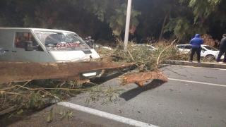 سقوط إحدى الأشجار يقطع الطريق بين الجديدة وازمور