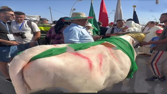 موسم مولاي عبد الله أمغار: تقديم الهبة الرسمية للشرفاء الأمغاريين