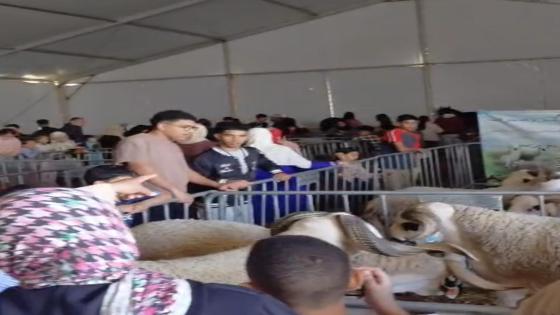 إقبال جماهيري كبير على المنتوجات المجالية بالمعرض الدولي لتربية المواشي والفلاحة بسيدي علي بنحمدوش