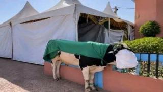 موسم مولاي عبد الله أمغار: هدية في قلب طقس عريق تجسد تقليدا متوارثا